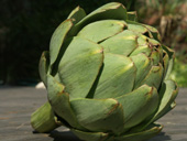 Artichoke