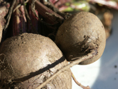 Beetroot