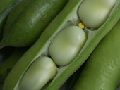 Broad beans