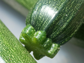 Courgettes