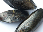 Mussels