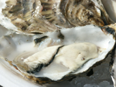Oysters