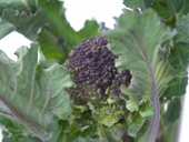 Purple sprouting broccoli