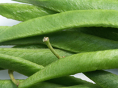 Runner beans