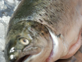 Sea trout