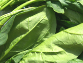 Spinach