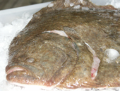 Turbot