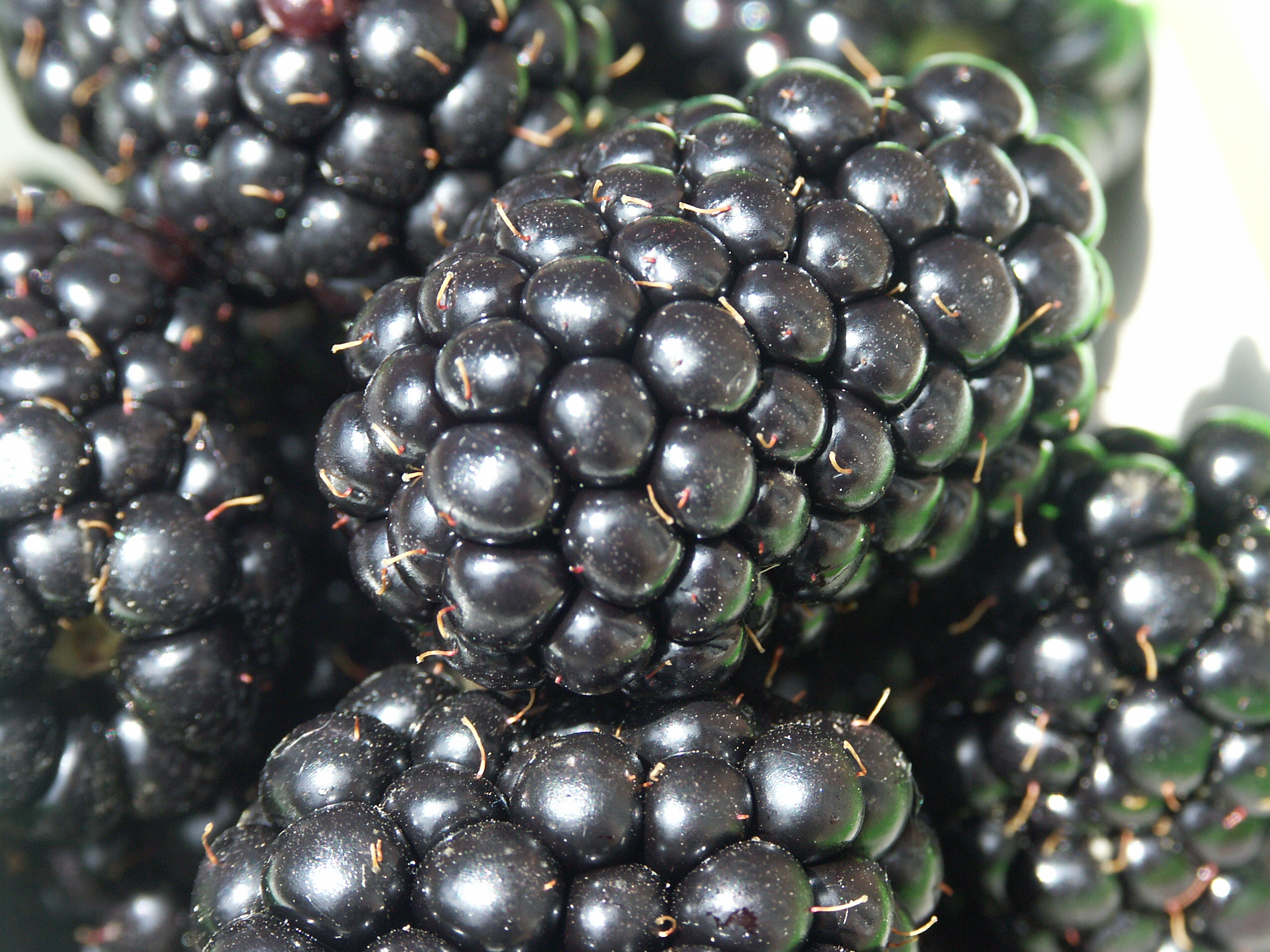 An image of blackberries