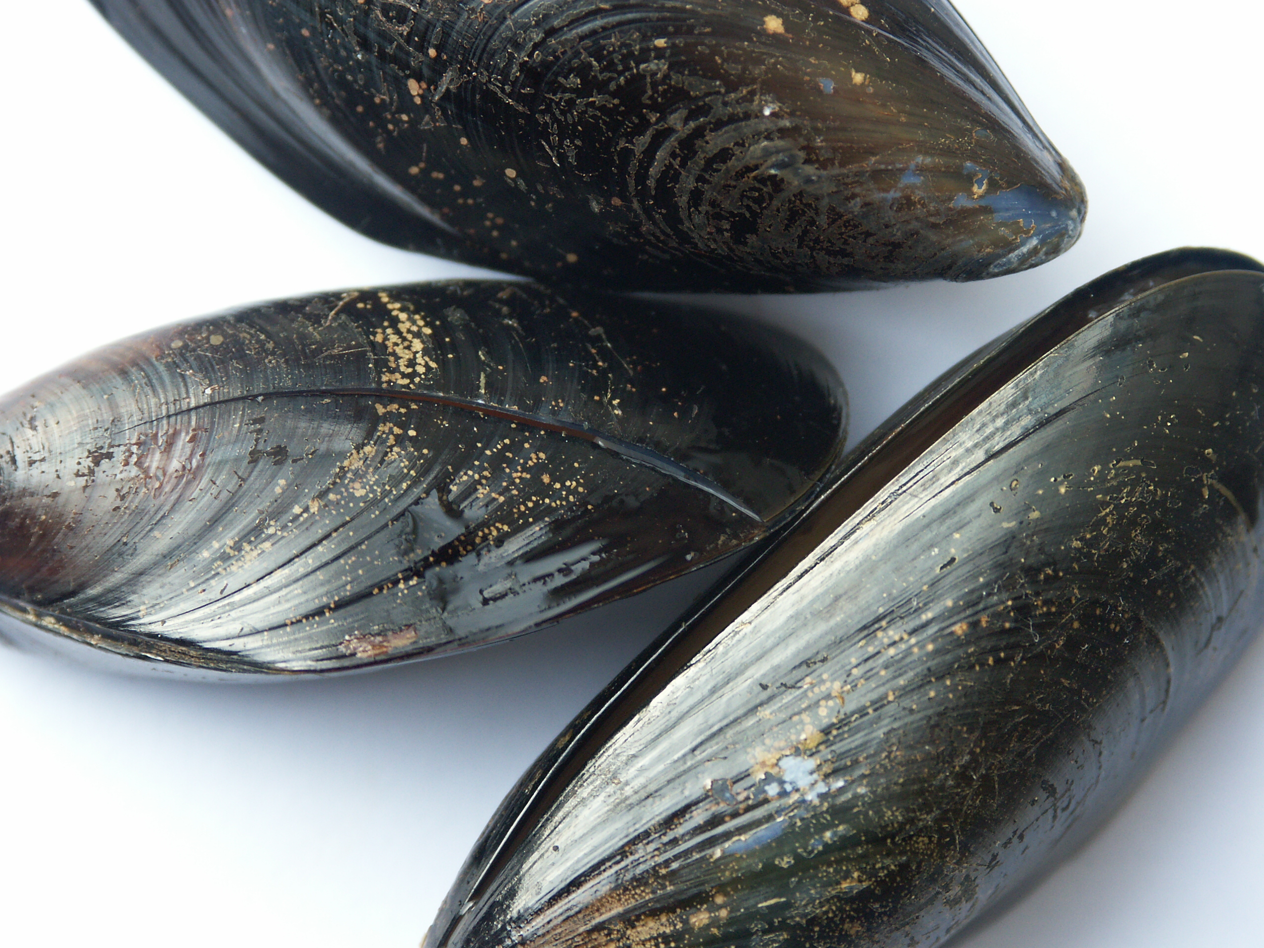 An image of mussels