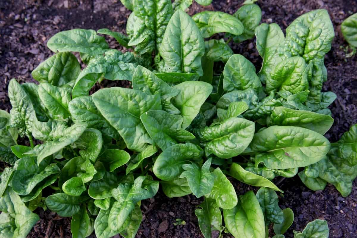 An image of spinach