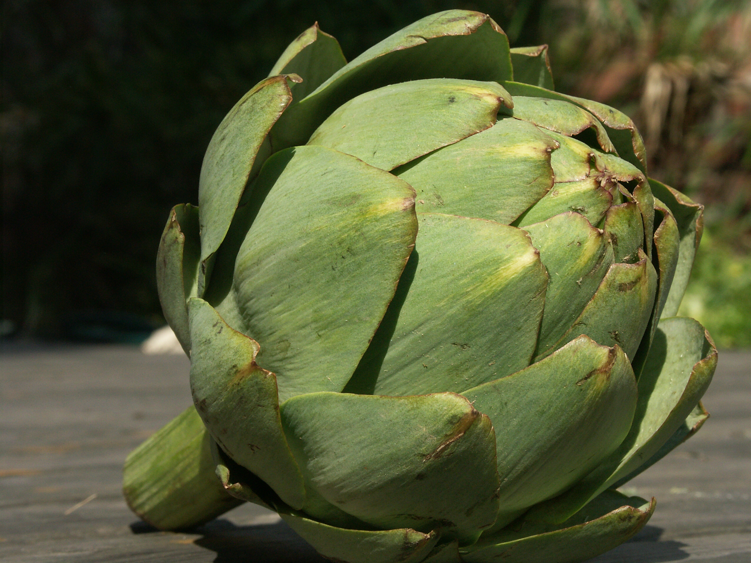 An image of artichoke waiting to load