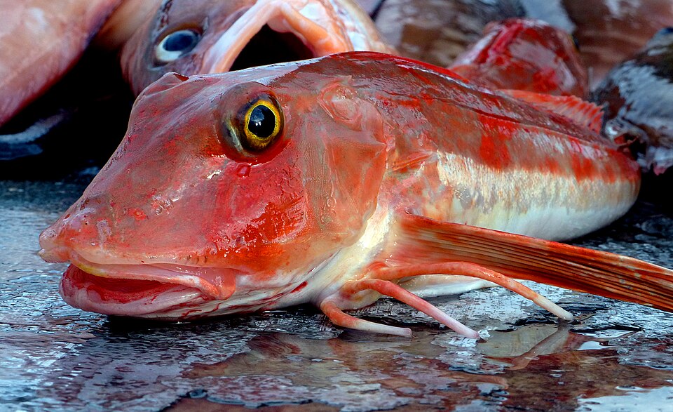 Image of Gurnard