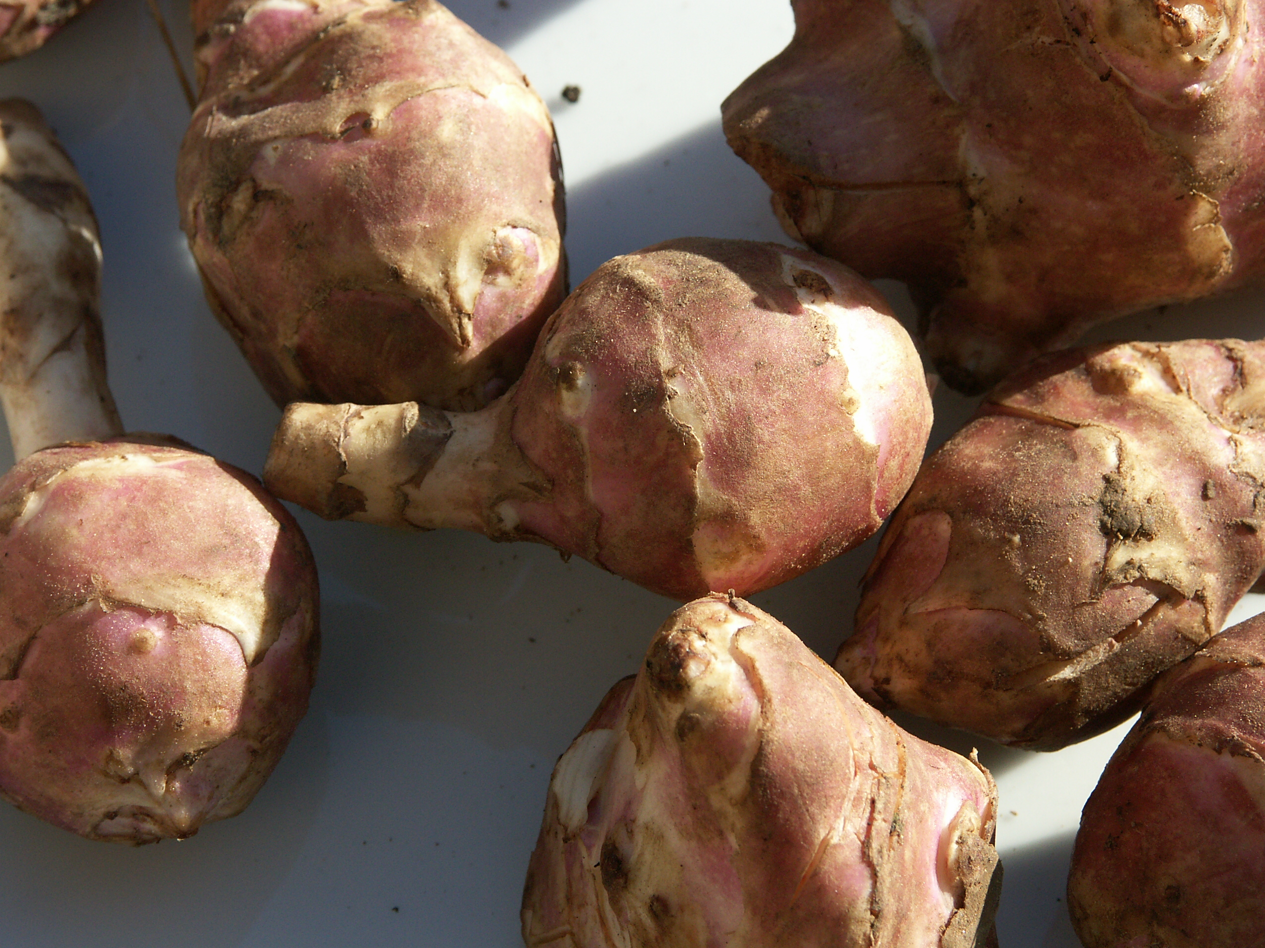 An image of jerusalem artichoke