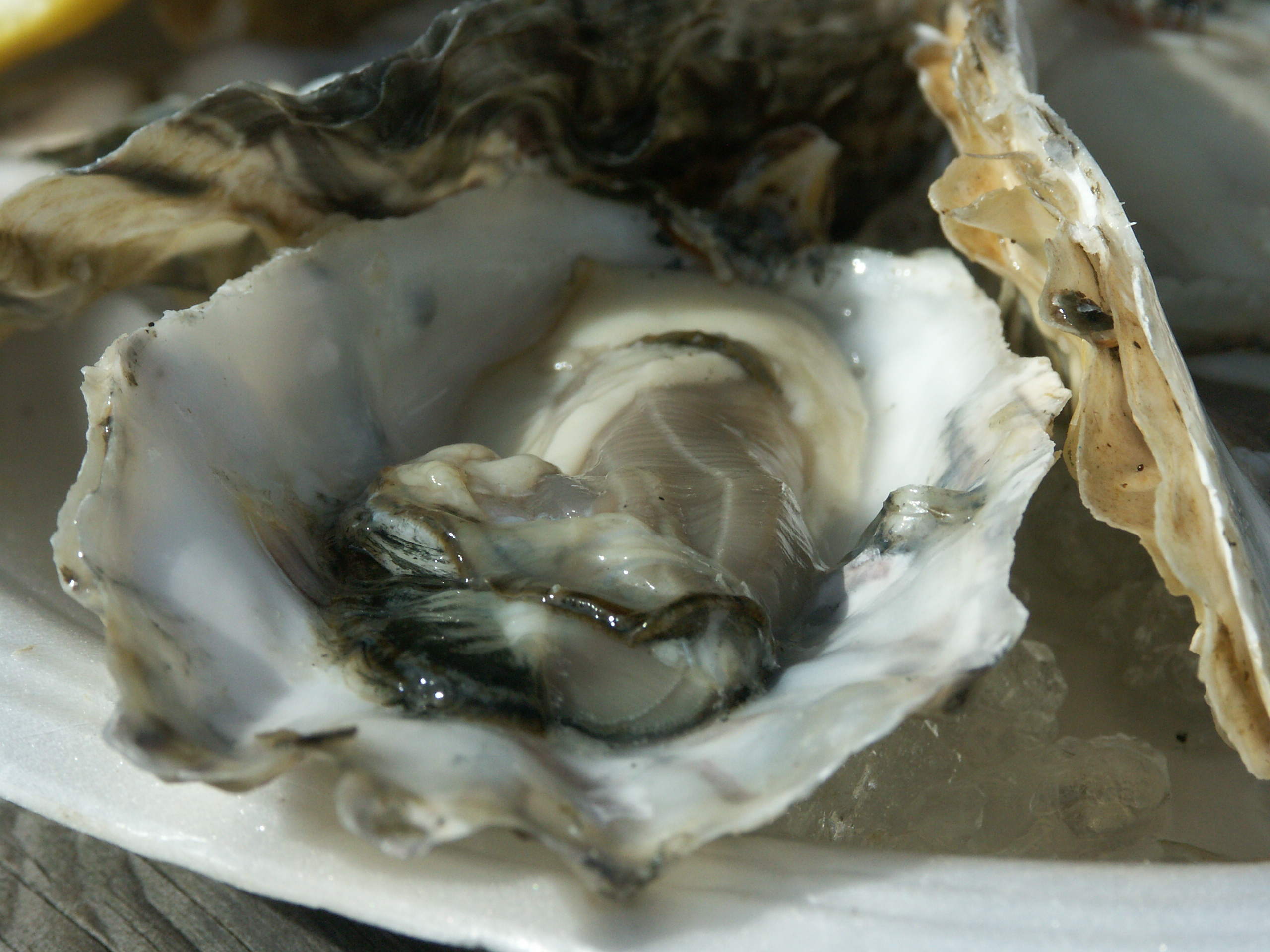An image of oysters
