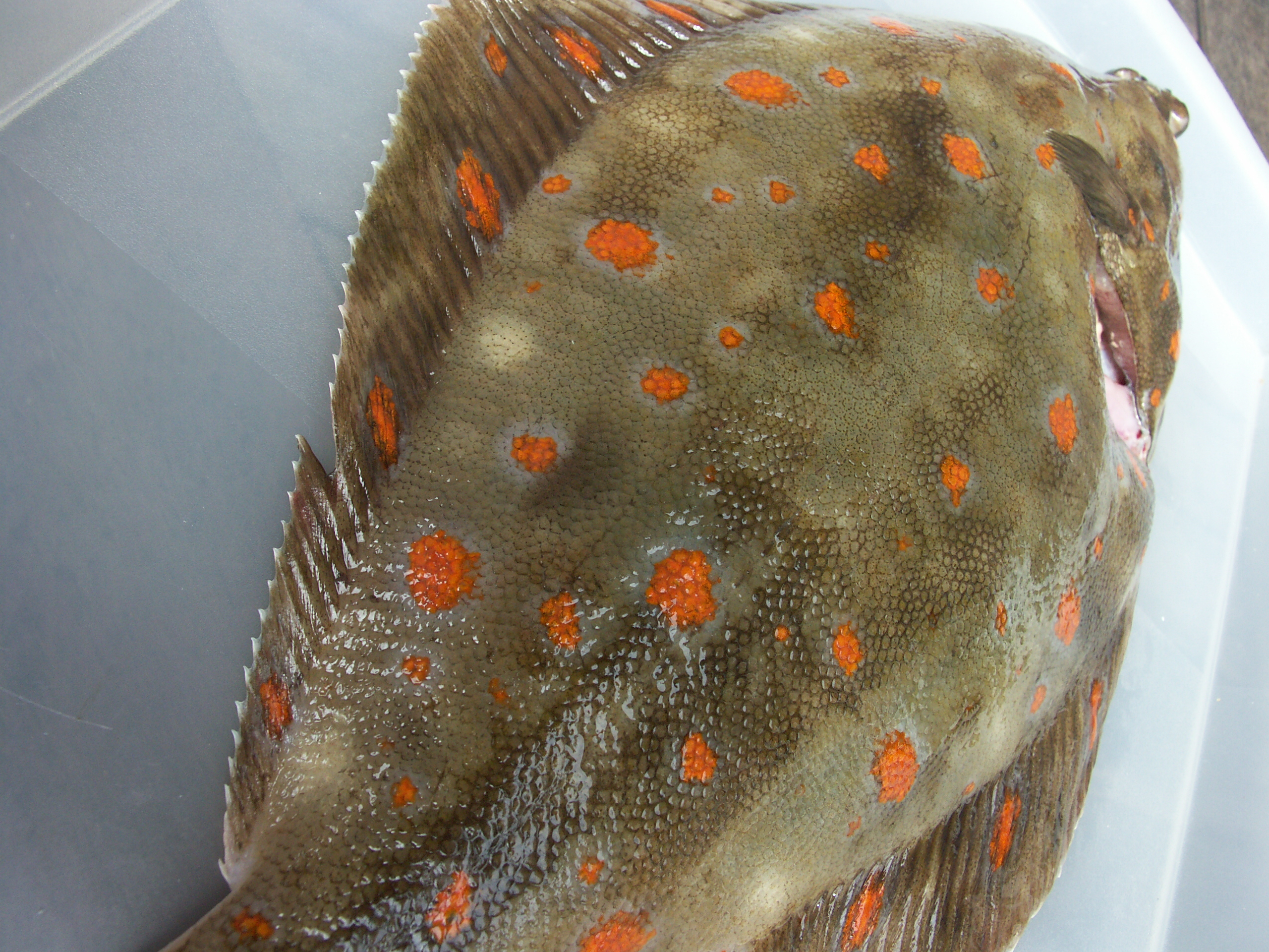 An image of plaice