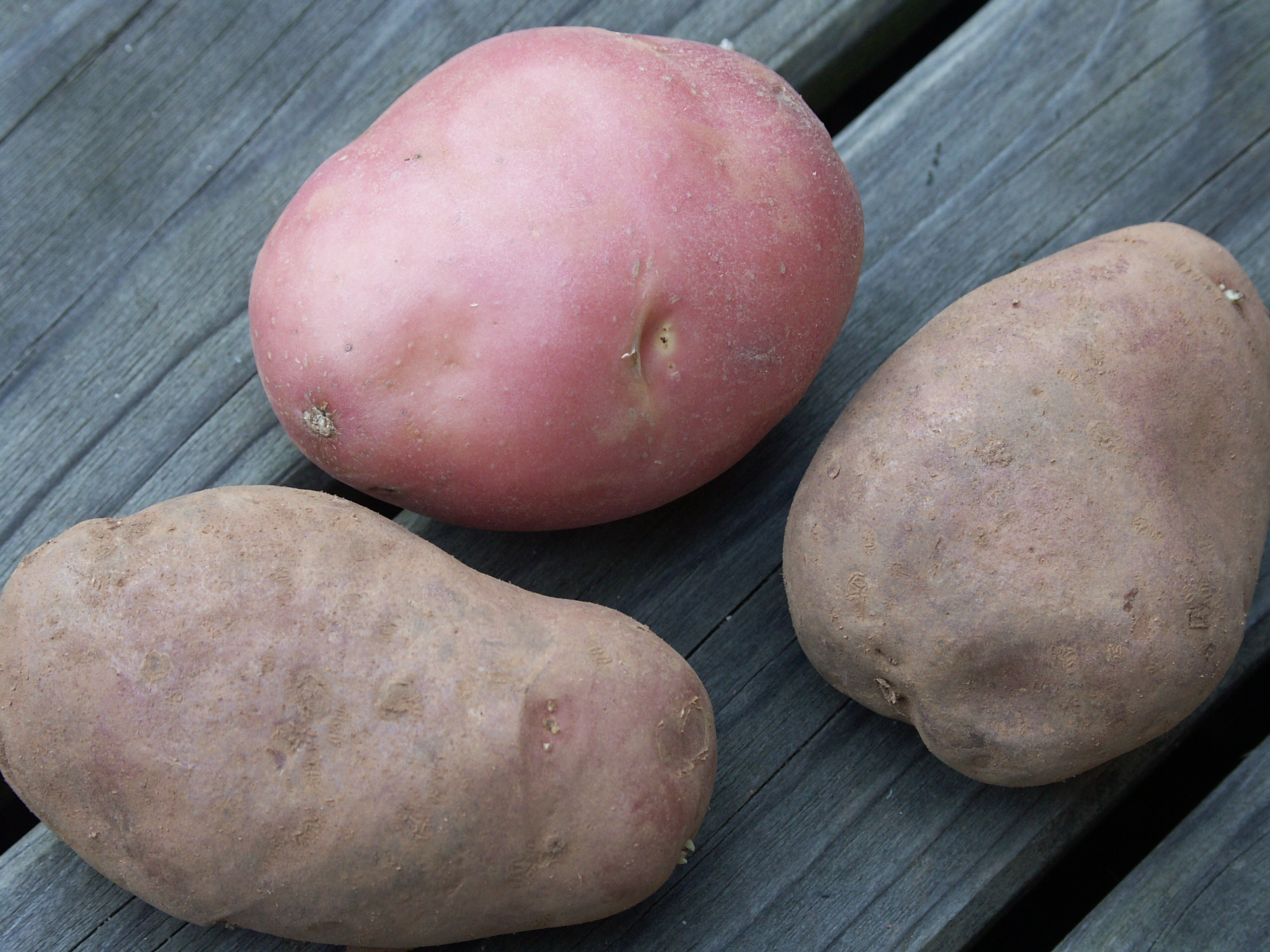 An image of potatoes (maincrop)