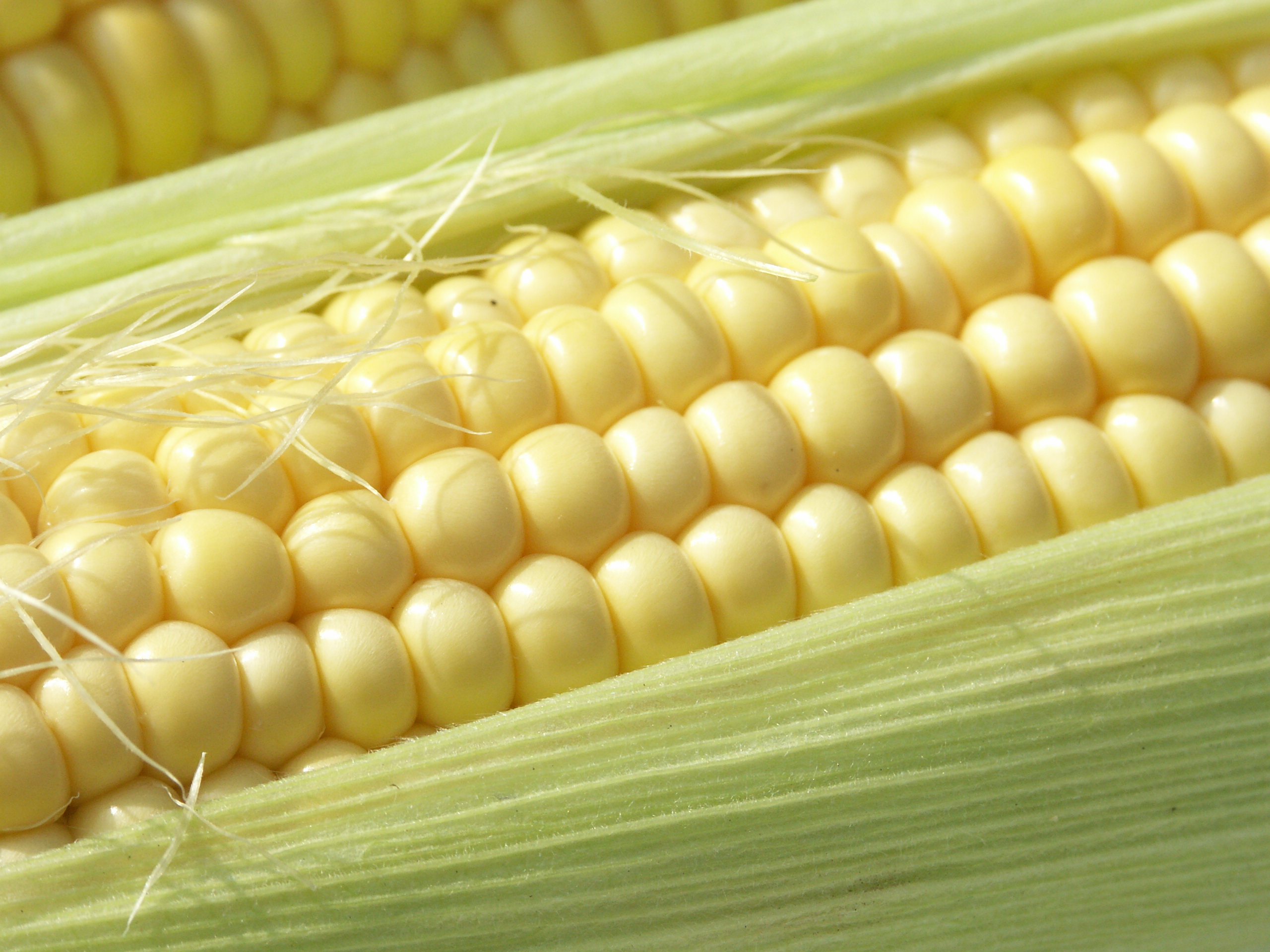 An image of sweetcorn