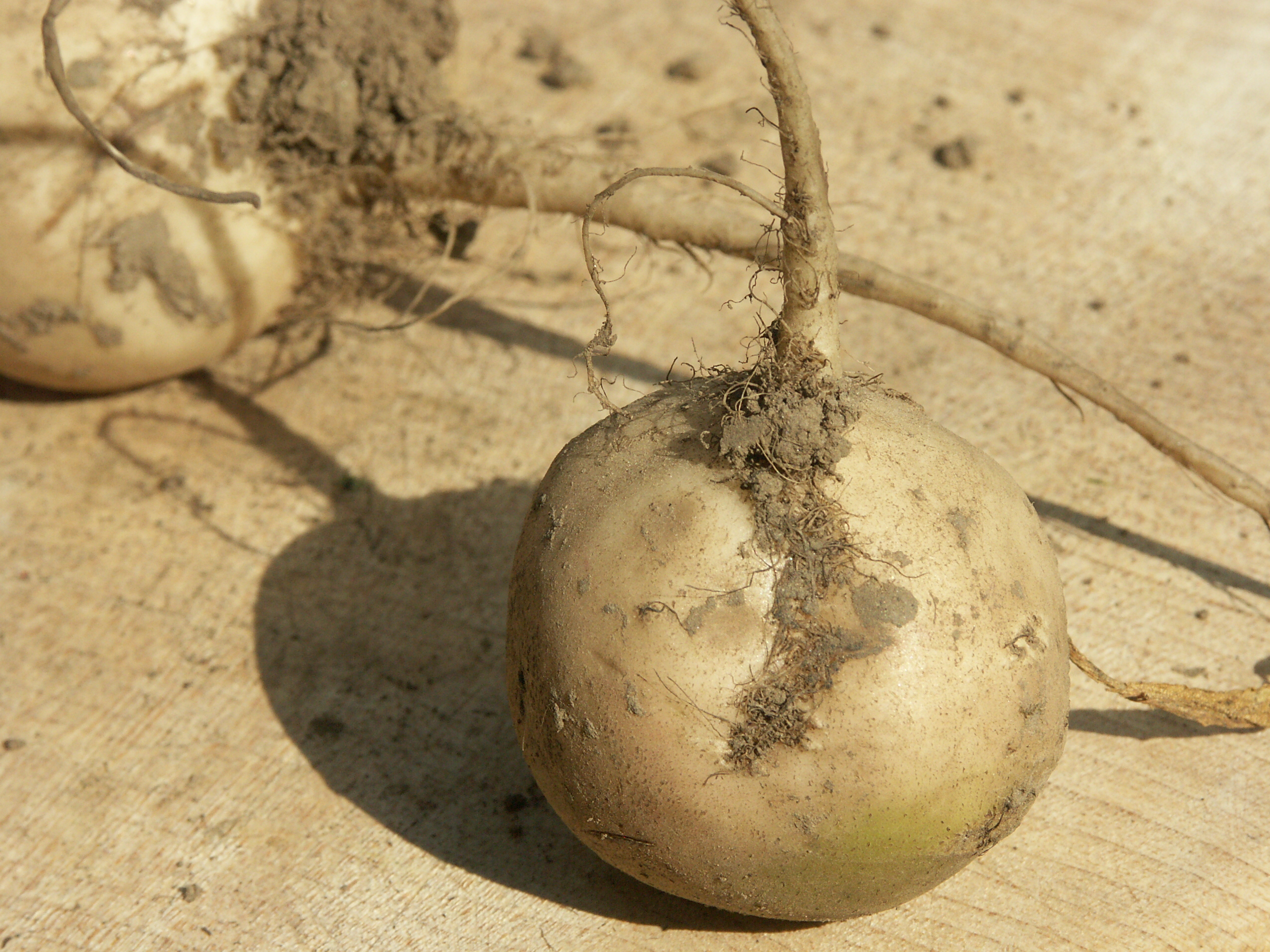 An image of turnips